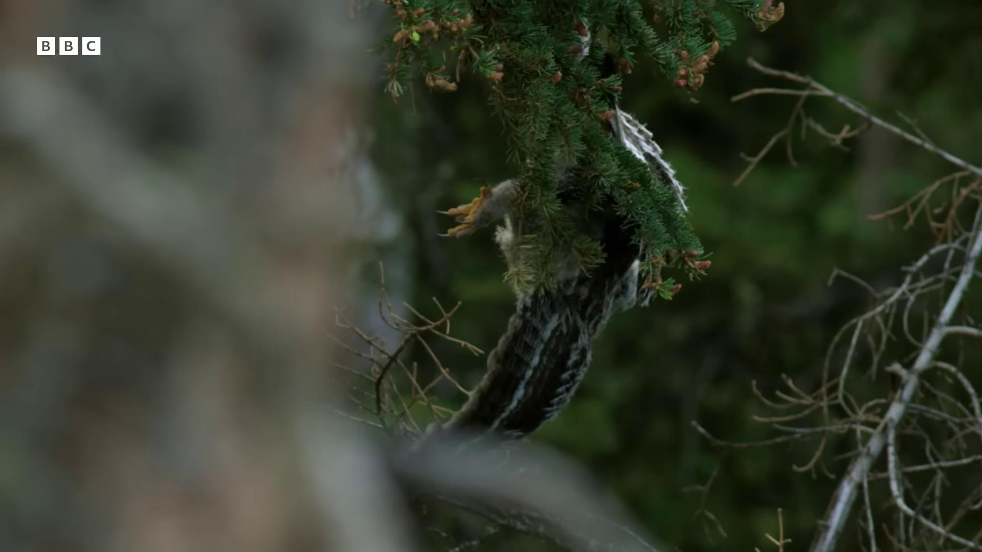 a bird is perched on a branch in the woods still from nature documentary still from a nature documentary heron prestorn prey in a nest national geographic footage trail camera footage feathers growing from arms by derek chittock eagle eat snake wildlife documentary camera footage feathers growing out of skin photograph captured in a forest