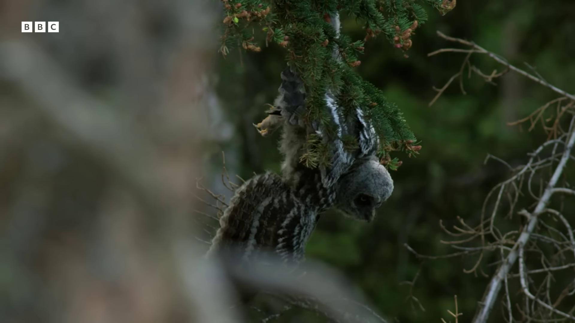 a bird is perched on a branch in the woods still from nature documentary still from a nature documentary owl very very small owl 4k trailcam an owl hides in the shadows of trees natural tpose mixture between an owl and wolf trailcam image of yoda owls perched in a tree harpy eagle framed photo