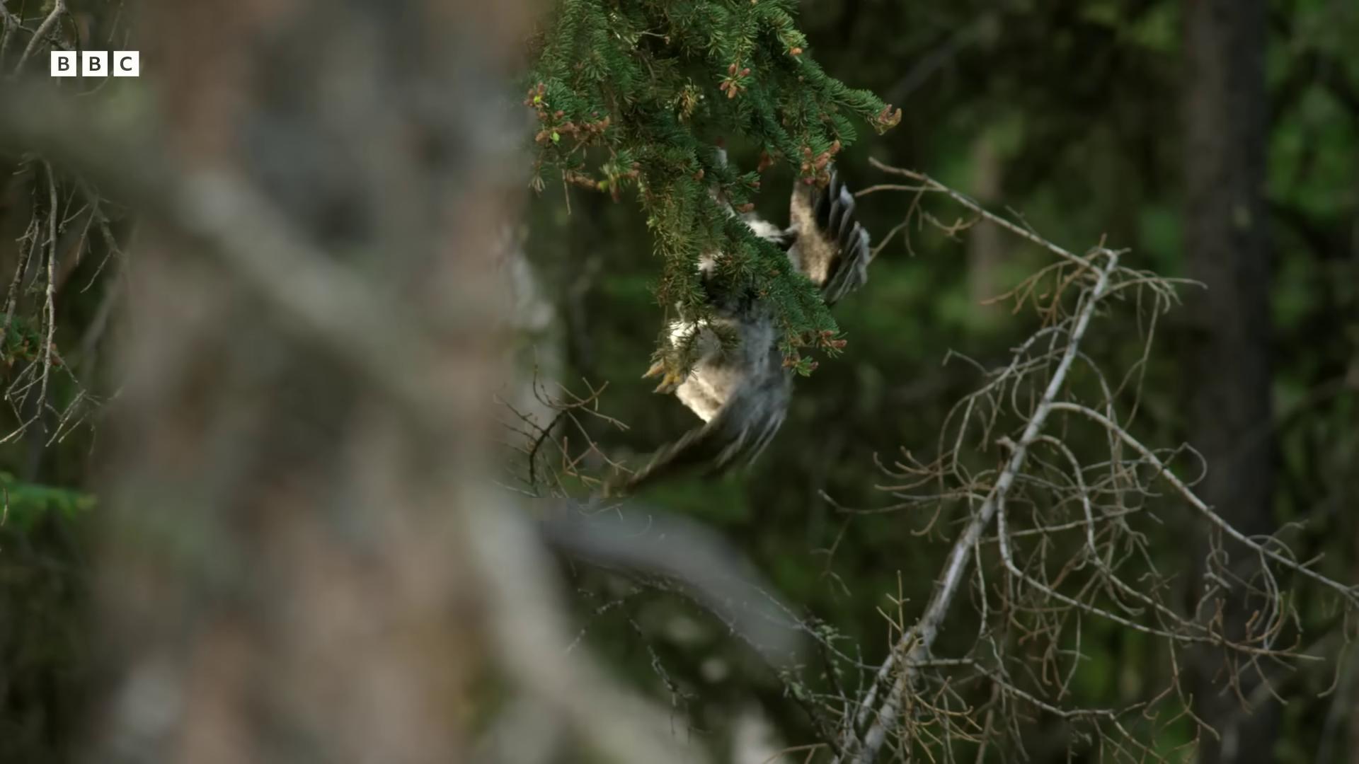 a bird is perched on a branch in the woods still from a nature documentary still from nature documentary marmoset climbing a tree wild shape raccoon trailcam image of yoda leaping from babaob tree natural tpose tail of a lemur trail cam footage hanging from a tree trailcam footage