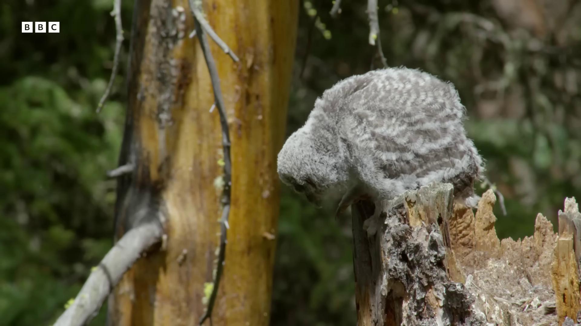 a small bird perched on a tree stump natural tpose very very small owl still from nature documentary still from a nature documentary tail of a lemur tawny frogmouth sitting on a curly branch featured on vimeo brown tail cute owl perched on a mossy branch bbc earth eyes in the bark
