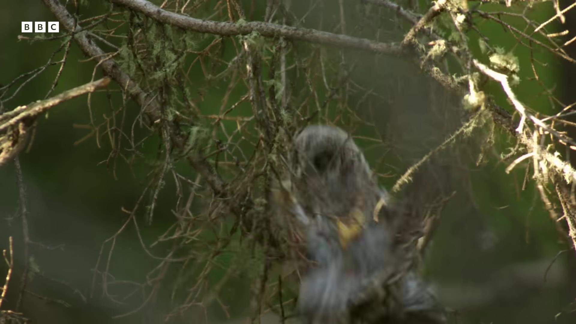 a bird is perched on a branch in the woods still from a nature documentary still from nature documentary extreme motion blur national geographic footage soft motion blur screenshot of found footage deblurring heavy motion blur whirling death high speed camera blurry footage natural tpose birds flying away from explosion super zoom massive motion blur