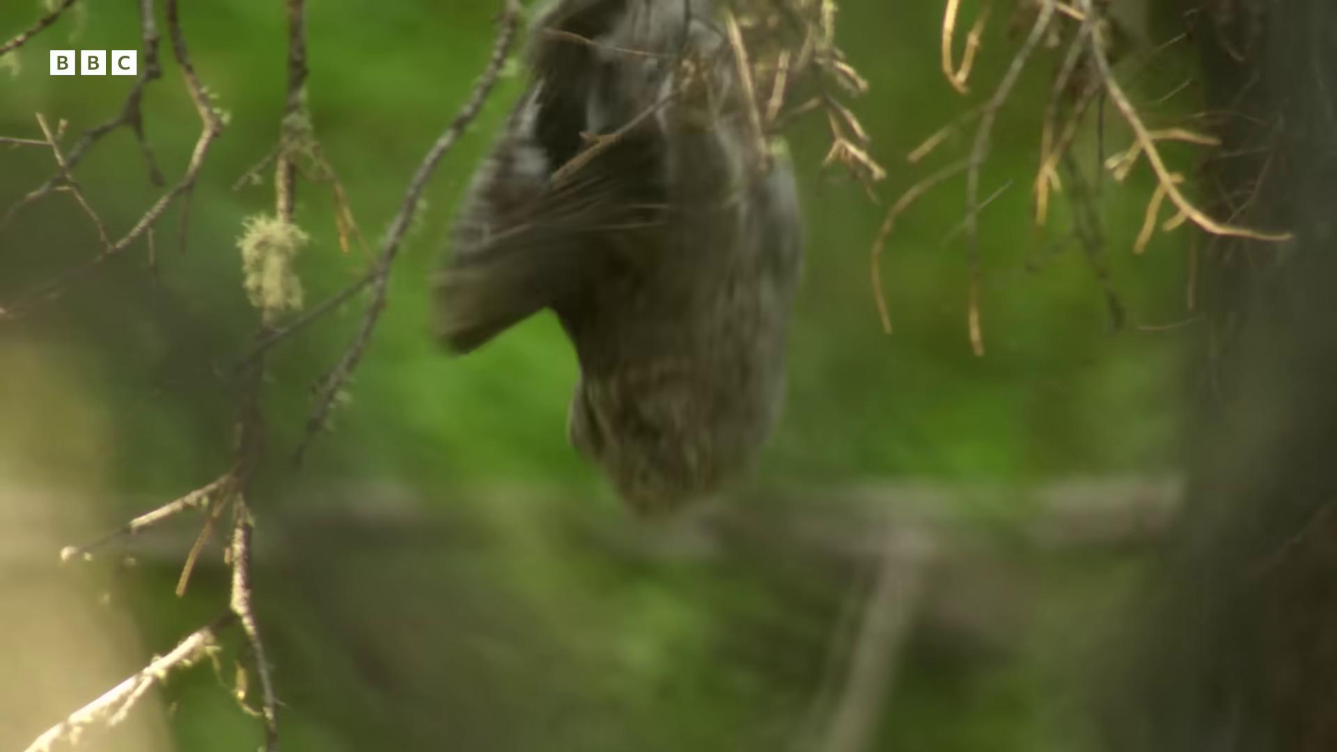 a squirrel is sitting in a tree still from a nature documentary still from nature documentary natural tpose leaping from babaob tree hanging from a tree extreme motion blur birds flying away from explosion swinging on a vine over a chasm still frame from a movie black crows flying flying bats apes hanging from vines