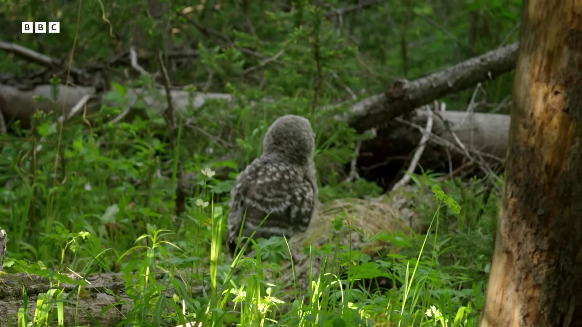 a bird is sitting in the grass near a tree still from nature documentary still from a nature documentary very very small owl bbc earth natural tpose wildlife documentary national geographic footage nature documentry footage national geographic channel nature documentary cute owl owls radiant owl owl the wisest of all owls