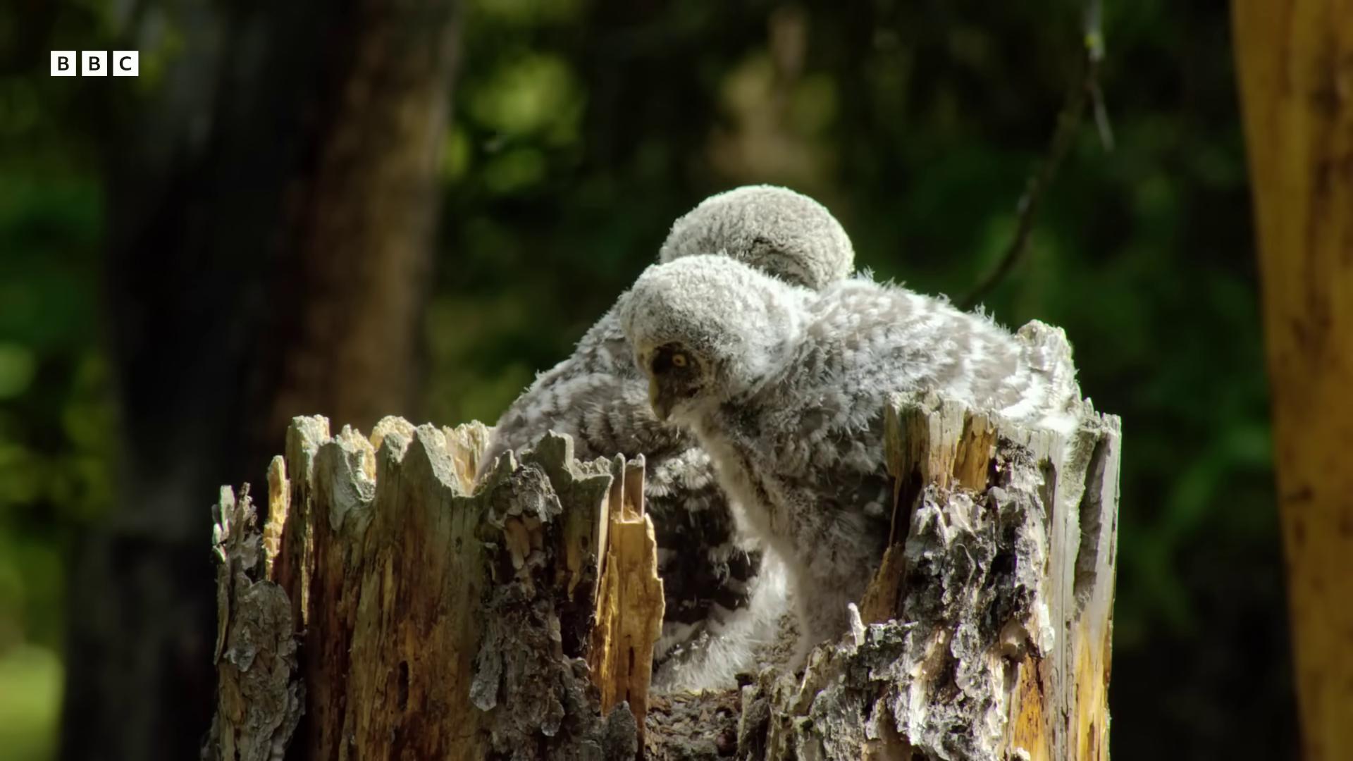 a baby bird is sitting on a tree stump adult pair of twins owls by fred a precht natural tpose by don arday by bracha l ettinger owl feathers by herb aach by ancell stronach with chicks nest is made of sticks in a nest parents watching puffballs