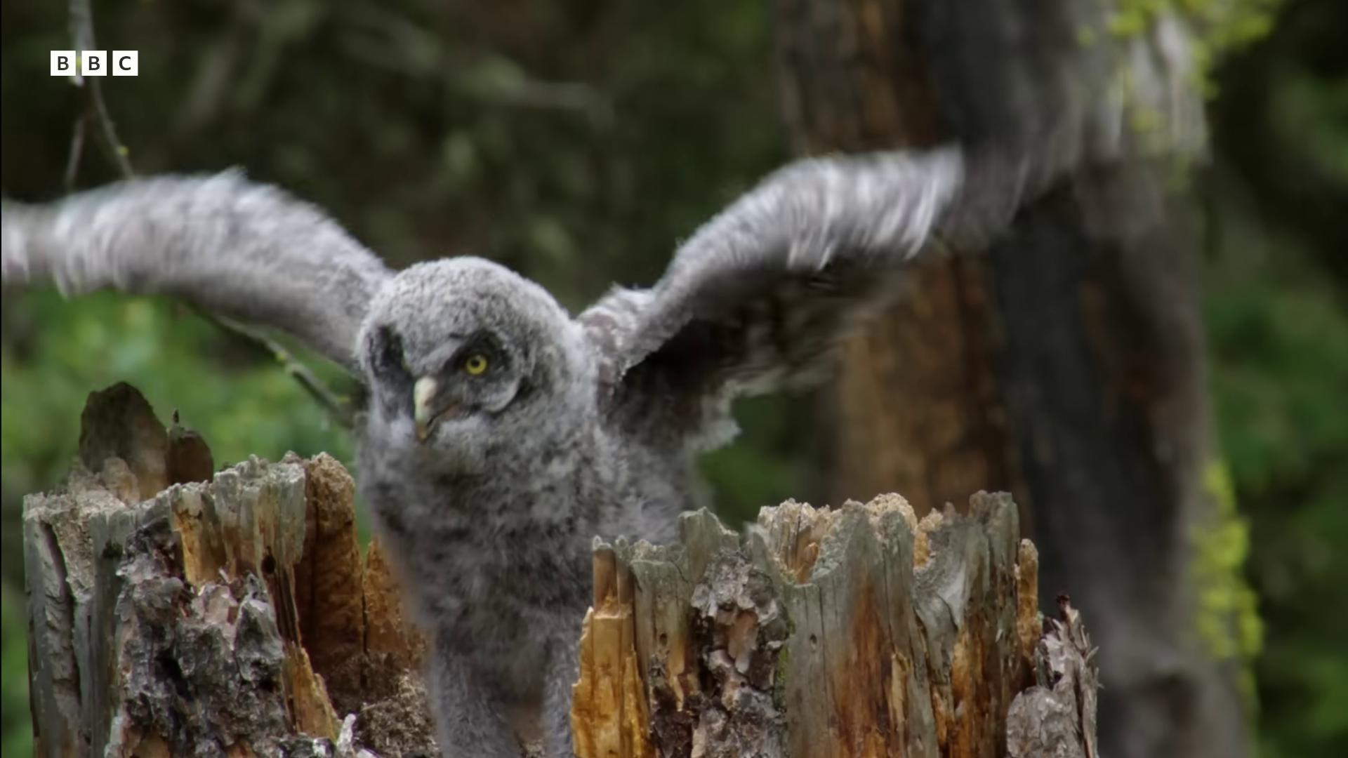 a bird is perched on a tree stump owl owlbear ruffled wings large wingspan mixture between an owl and wolf hyperrealistic robot owl superbowl outstretched wings tawny frogmouth cute owl aerial combat natural tpose large yellow eyes espiritus wings spread owl feathers wingspan an owl