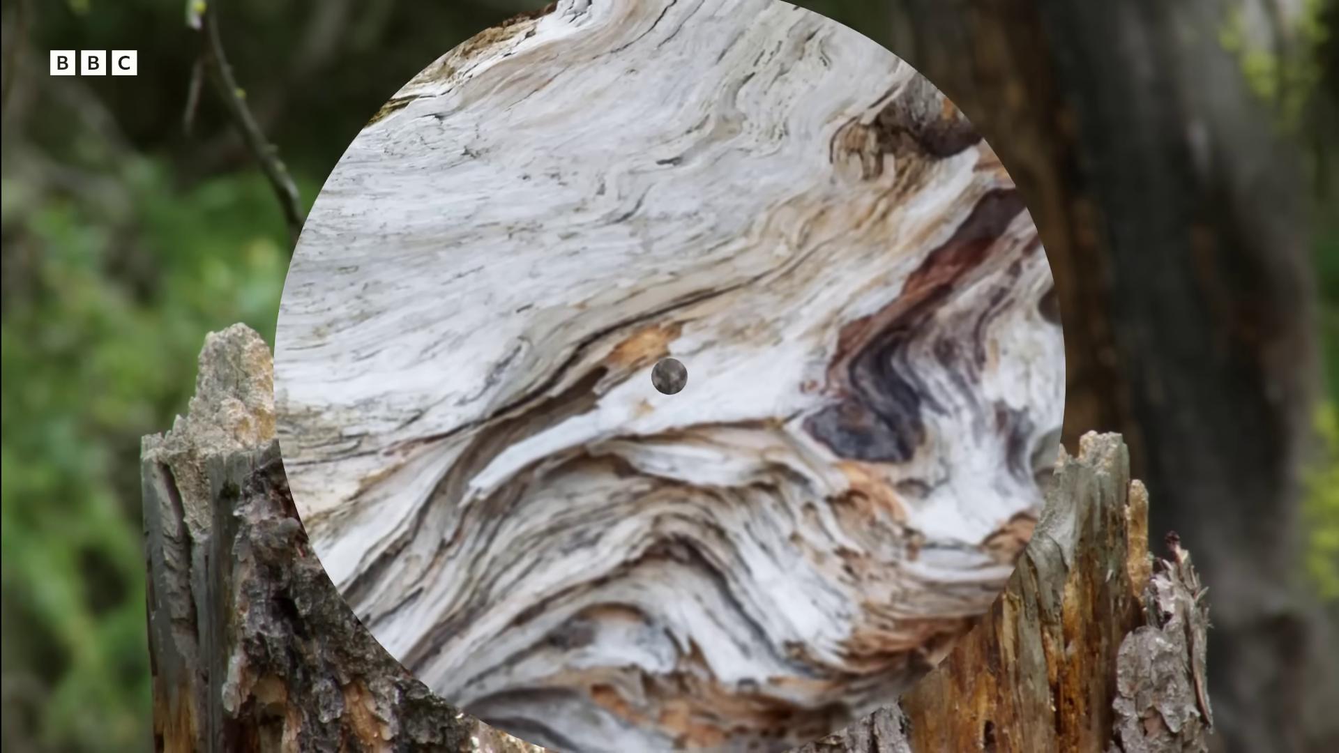 a close up of a tree stump photorealistic anamorphic lens anamorphic shot lens wood headphones hyperrealistic anamorphic lens ultra wild lens anamorphic wide angle lens anamorphic bokeh anamorphic 80mm lens 4k photo gigapixel 8 k time lapse functions