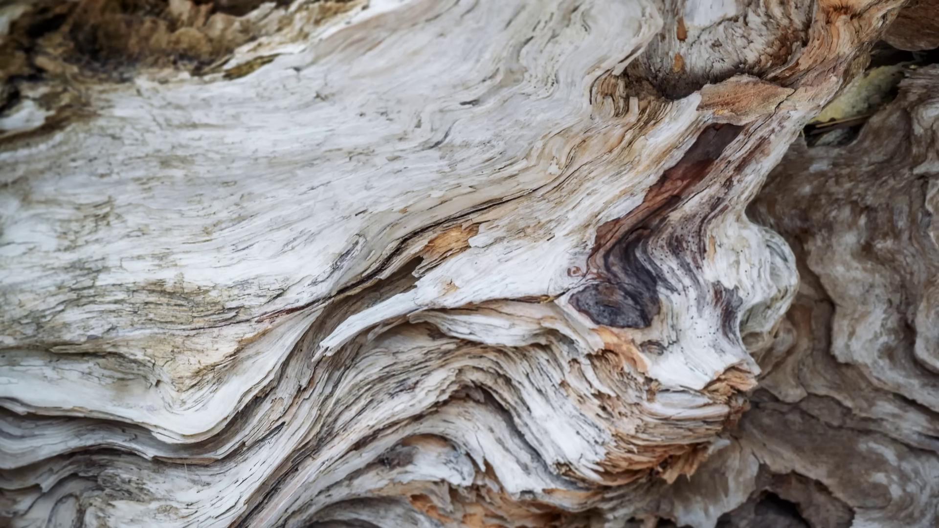 a close up of a tree trunk driftwood eyes in the bark gnarled wood texture wood surface mouth in the bark detailed 4k photograph seamless wood texture natural materials high detail gnarled trees rotten wood detailed wood dead nature study gnarled fingers natural materials organic texture