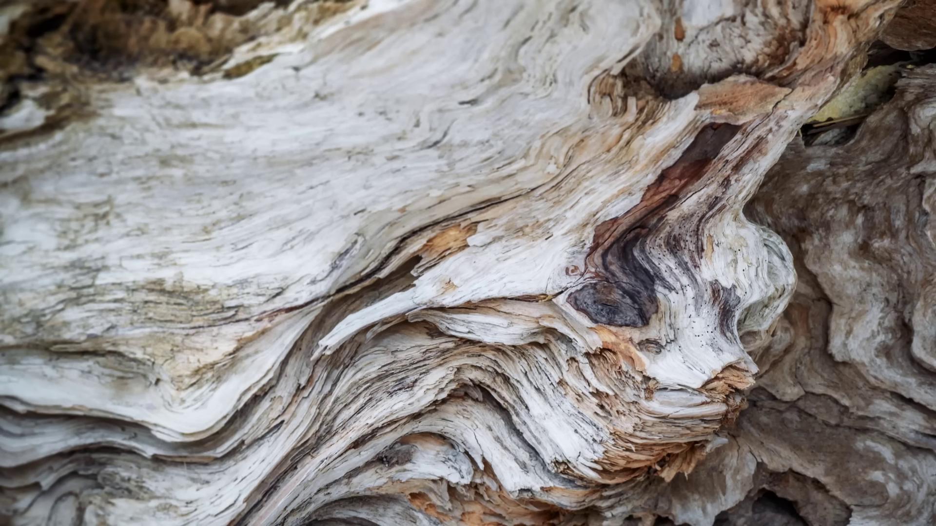 a close up of a tree trunk driftwood eyes in the bark gnarled wood texture mouth in the bark wood surface detailed 4k photograph seamless wood texture gnarled trees rotten wood dead nature study an old twisted tree gnarled fingers detailed wood organic texture tree stump driftwood sculpture