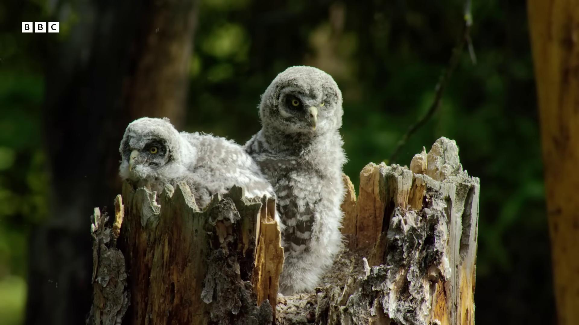two baby owls sitting on top of a tree stump owls adult pair of twins owl feathers still from nature documentary still from a nature documentary owl glowing owls by ancell stronach superbowl with chicks parents watching vhs footage still featured on vimeo in a nest very very small owl wildlife preservation cute owl