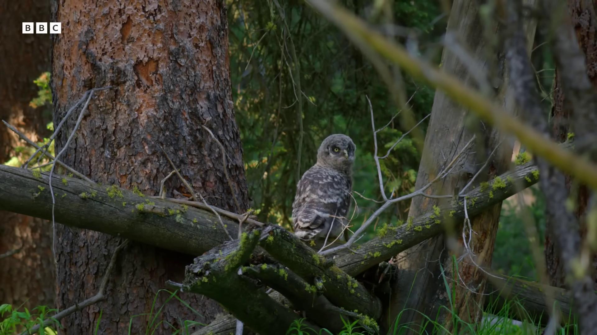 a bird sitting on top of a tree branch large yellow eyes still from nature documentary photograph captured in a forest very very small owl by fred a precht owl young female brown tail still from a nature documentary nature photography 4k 4k trailcam upper body visible young lynx baleful young cute owl