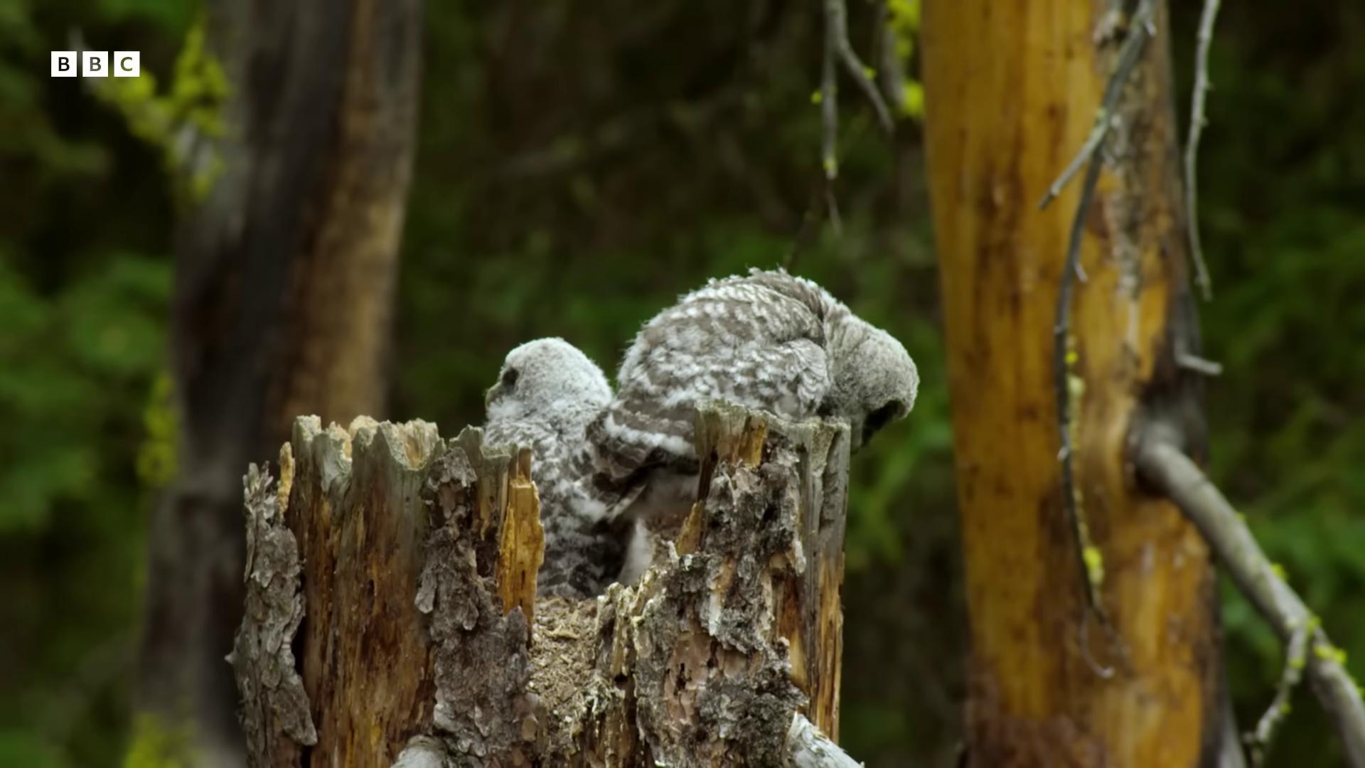 a bird is perched on a tree stump tawny frogmouth owls very very small owl adult pair of twins nest is made of sticks still from nature documentary still from a nature documentary in a nest owl cute owl owlship featured on vimeo natural tpose eyes in the bark glowing owls owl feathers