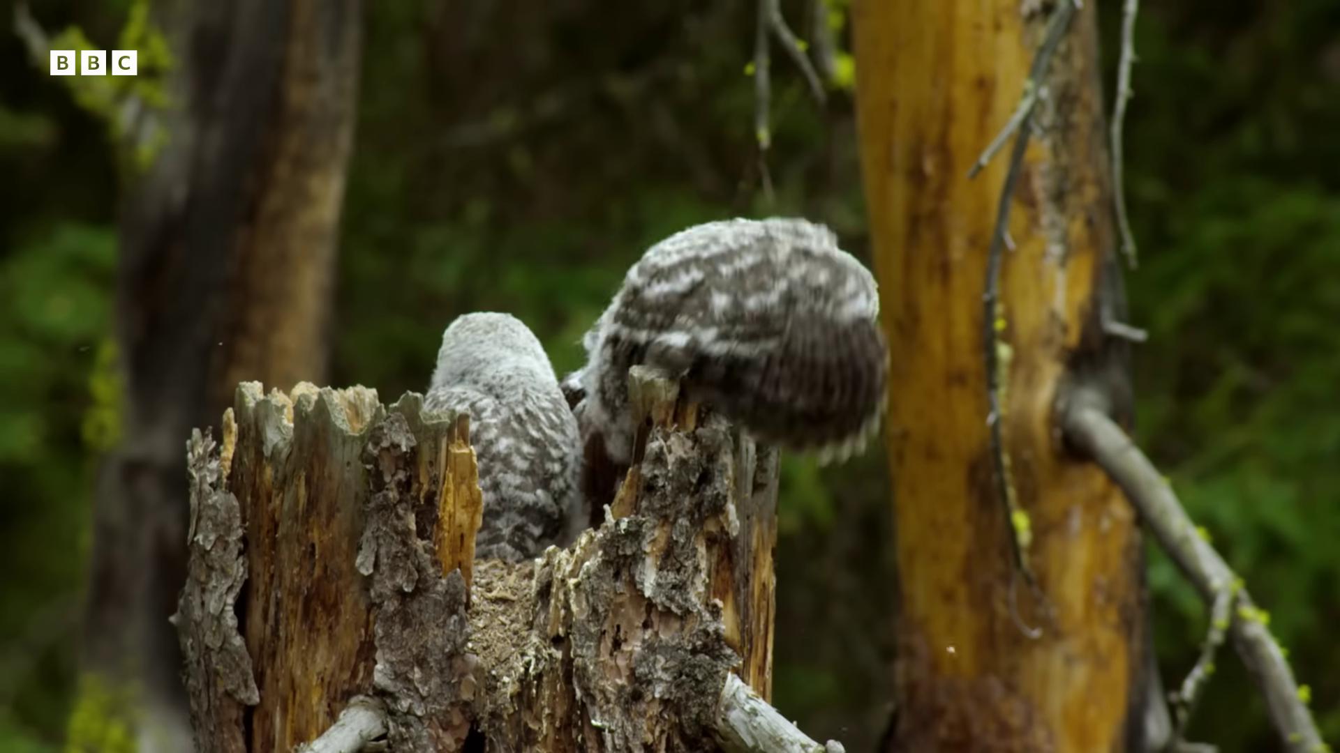 a bird is perched on a tree stump owls still from nature documentary natural tpose still from a nature documentary owlship very very small owl tawny frogmouth owl feathers adult pair of twins featured on vimeo glowing owls feathers growing from arms feathers growing out of skin nest is made of sticks owl wildlife documentary