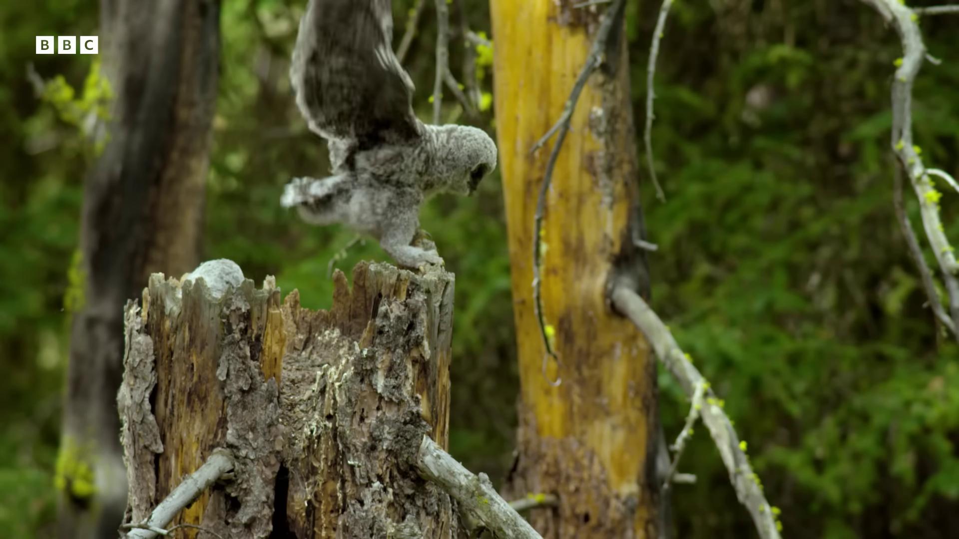 a bird is perched on a tree stump natural tpose still from a nature documentary still from nature documentary aerial combat very very small owl cute owl owl owls national geographic channel nature documentry footage bbc earth national geographic footage wildlife documentary leaping from babaob tree hyperrealistic robot owl