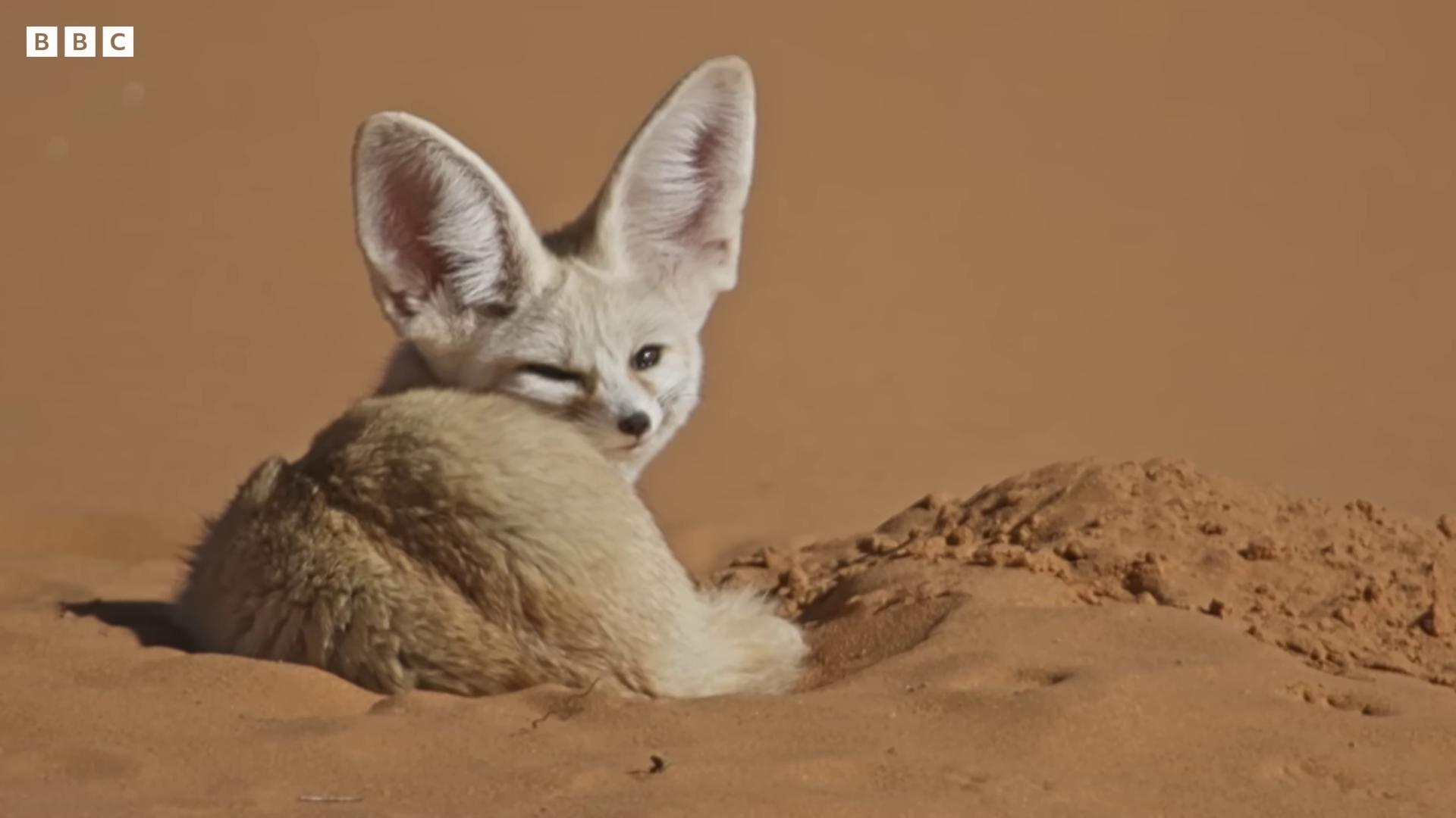 a baby fox is sitting in the sand fennec fennec ears on top of his head fennec fox portrait fennec fox animal fennec fox animal winking at the camera winking winking wink fox ears dune 2021 winking one eye furries wearing tails