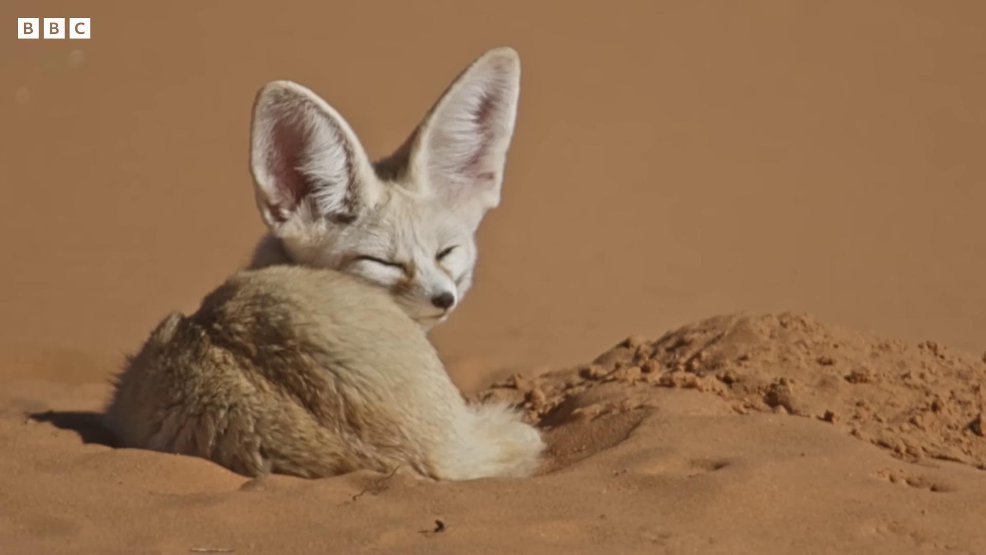 a baby fox is laying in the sand fennec ears on top of his head fennec portrait fennec fox animal fennec fox fennec fox animal fox ears fluffy fox ears large ears sand cat white fox ears long ears round ears still from a nature documentary majestic dunes still from nature documentary