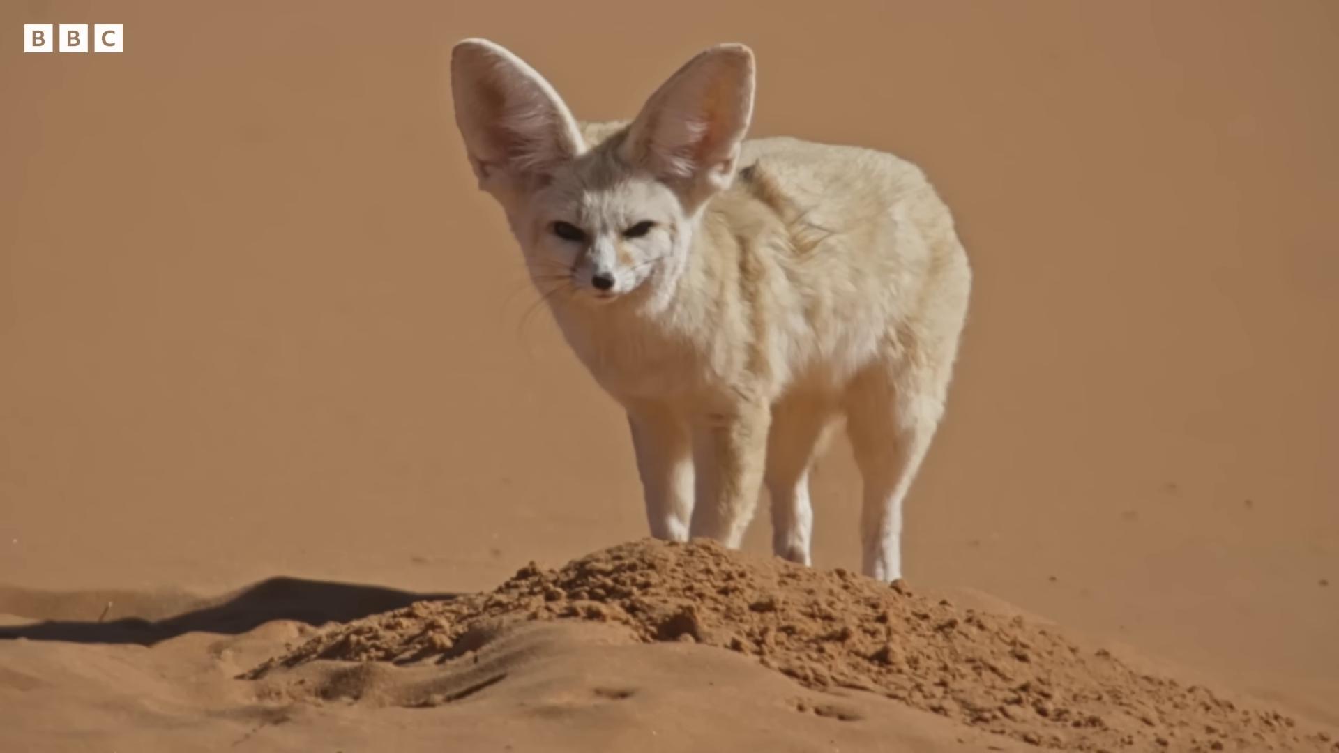 a small white fox standing on top of a sand dune fennec ears on top of his head fennec portrait fennec fox animal fennec fox animal fennec fox large ears dune 2021 long ears big ears round ears fox ears long coyote like ears fluffy ears and a long