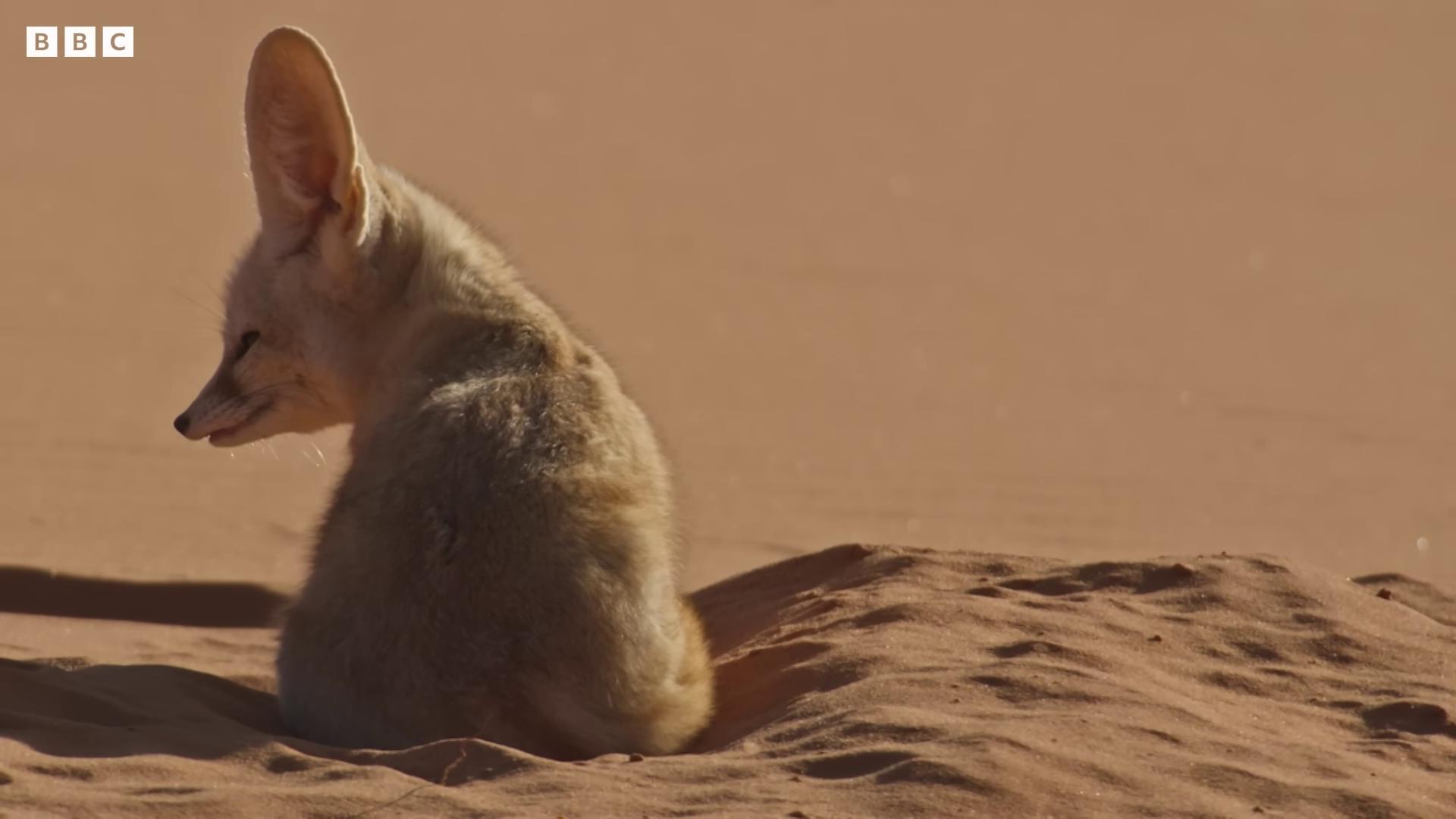 a small animal sitting in the sand portrait fennec fox animal fennec fennec fox fennec fox animal her friend the cunning coyote long coyote like ears jackal desert photography king of the desert fennec ears on top of his head many cute fluffy caracals the king in the desert
