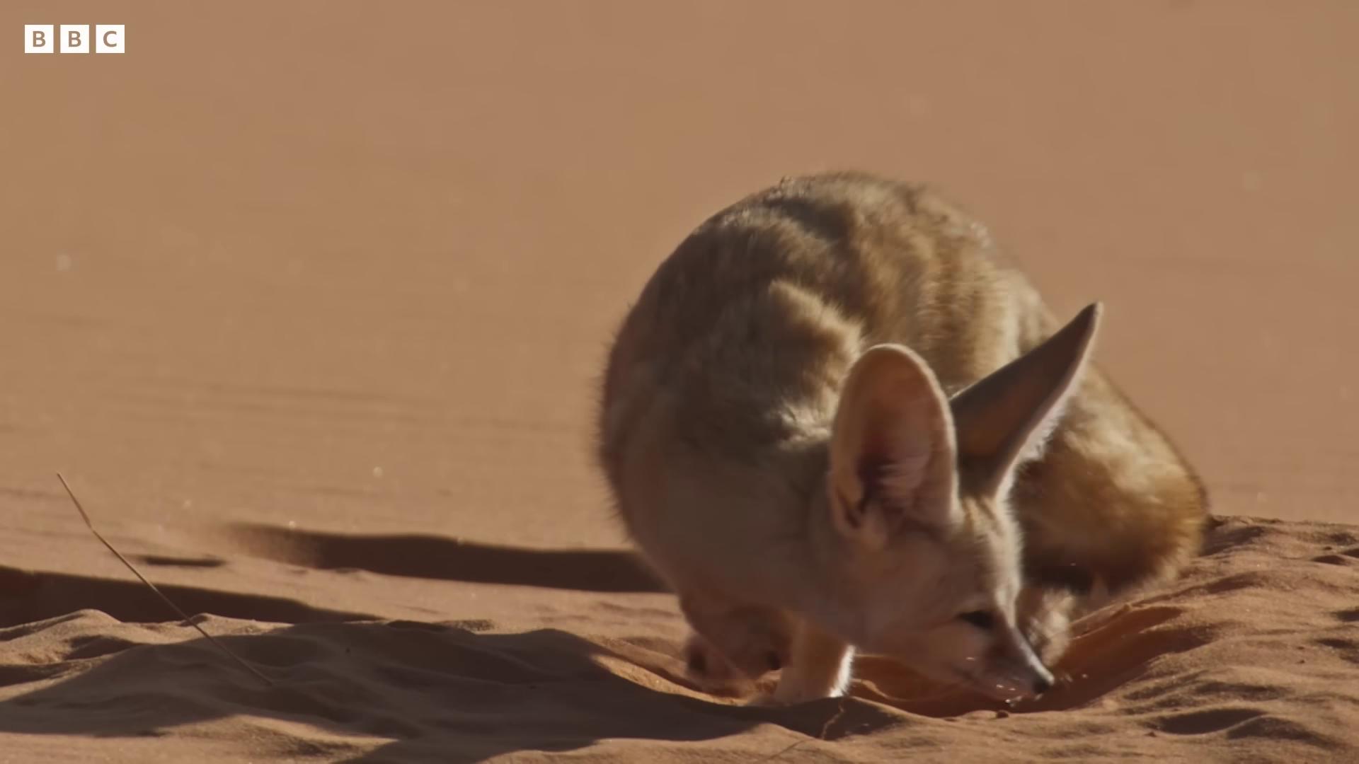 a small animal eating something in the sand fennec fox animal fennec fox fennec ears on top of his head fennec portrait fennec fox animal still from a nature documentary still from nature documentary large ears long coyote like ears long ears fox ears big ears desert photography the foxlike evolution pokemon
