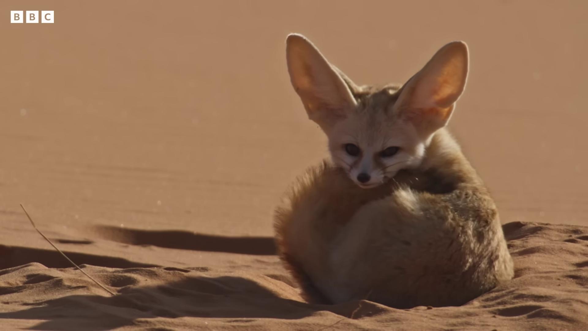 a small animal laying in the sand fennec ears on top of his head fennec fox portrait fennec fox animal fennec fennec fox animal dune 2021 fox ears large ears fluffy fox ears dune the movie round ears fluffy ears and a long big ears long ears
