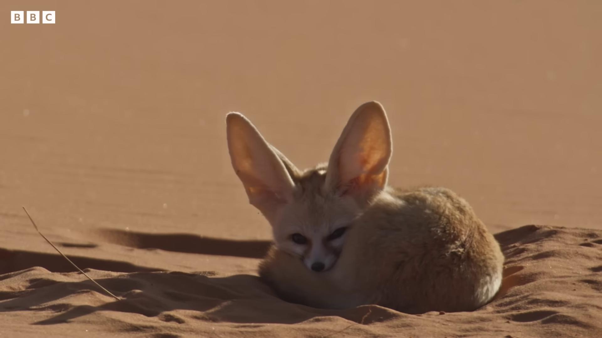 a small animal laying in the sand fennec ears on top of his head fennec fennec fox portrait fennec fox animal fennec fox animal dune 2021 fox ears large ears fluffy fox ears still from a nature documentary king of the desert still from nature documentary dune the movie big ears