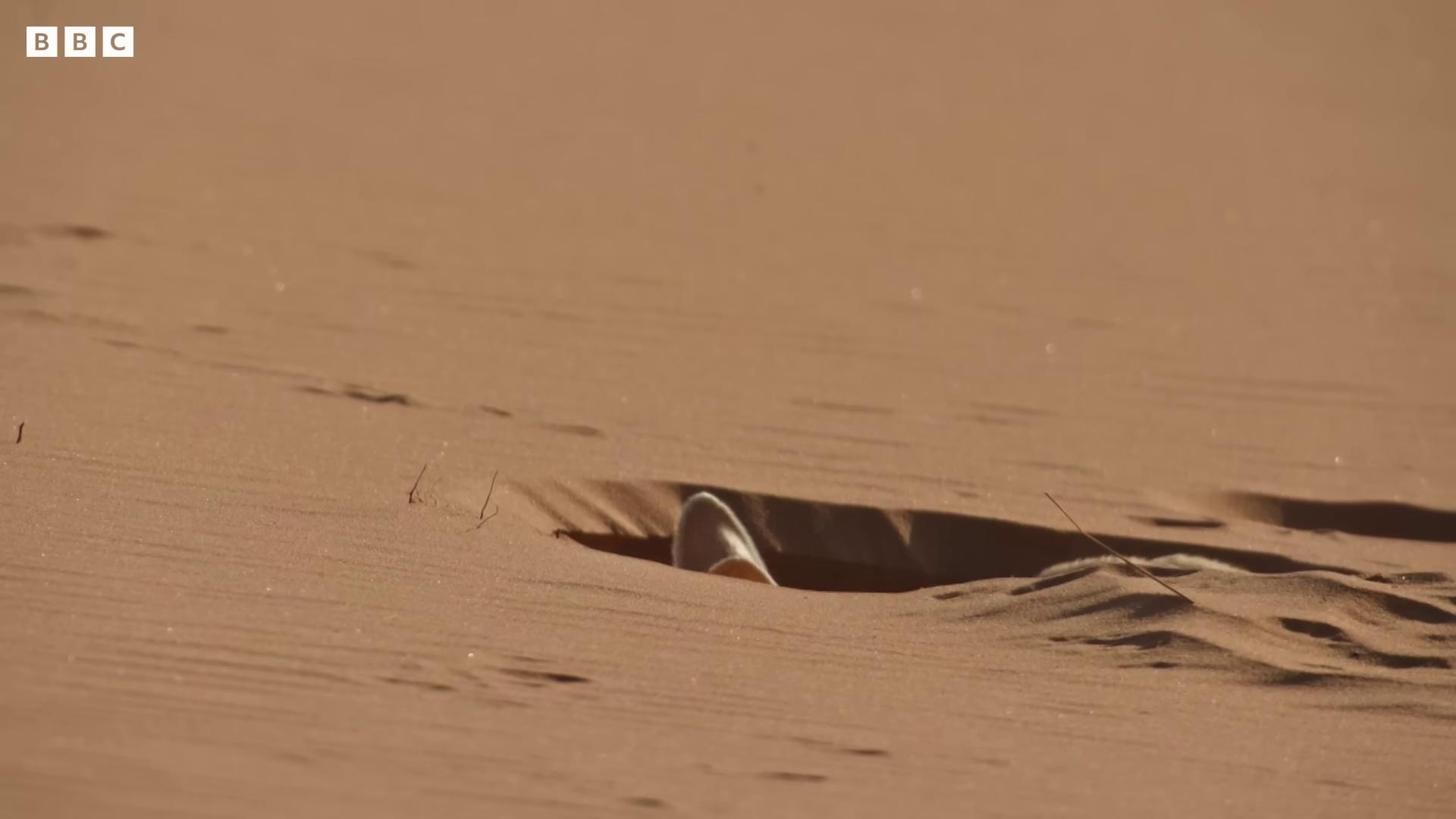 a small bird is walking through the sand sandworm his body buried in the sand intimidating floating sand selfie of elon musk on mars levitating sand floating spiral sand a sword stuck in the ground sand piled in corners buried in sand sand dune background full moon buried in sand thundra ufo crash site half submerged in heavy sand