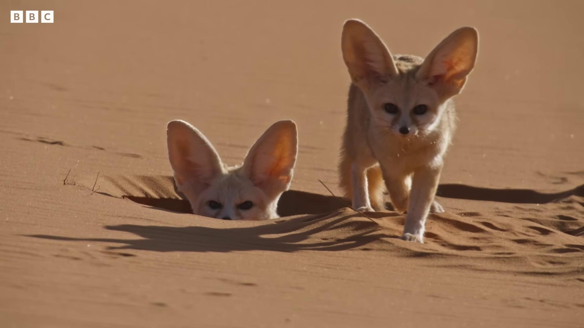 two small dogs are walking in the sand fennec fox fennec fennec ears on top of his head fennec fox animal dune 2021 fox ears dune the movie majestic dunes portrait fennec fox animal in the 2 0 2 1 movie dune arrakis large ears deep golden sand desert