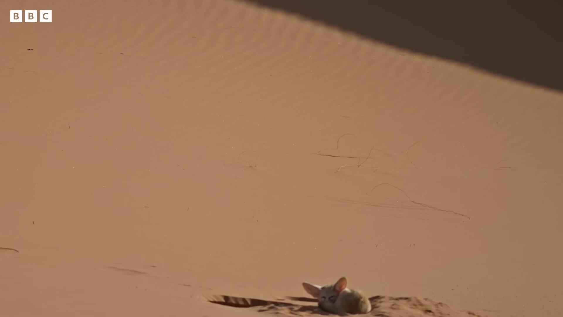 a small bird is sitting on the sand fennec fennec fox sand cat fennec fox animal still from a nature documentary portrait fennec fox animal fennec ears on top of his head still from nature documentary desert camouflage desert photography still from movie dune king of the desert