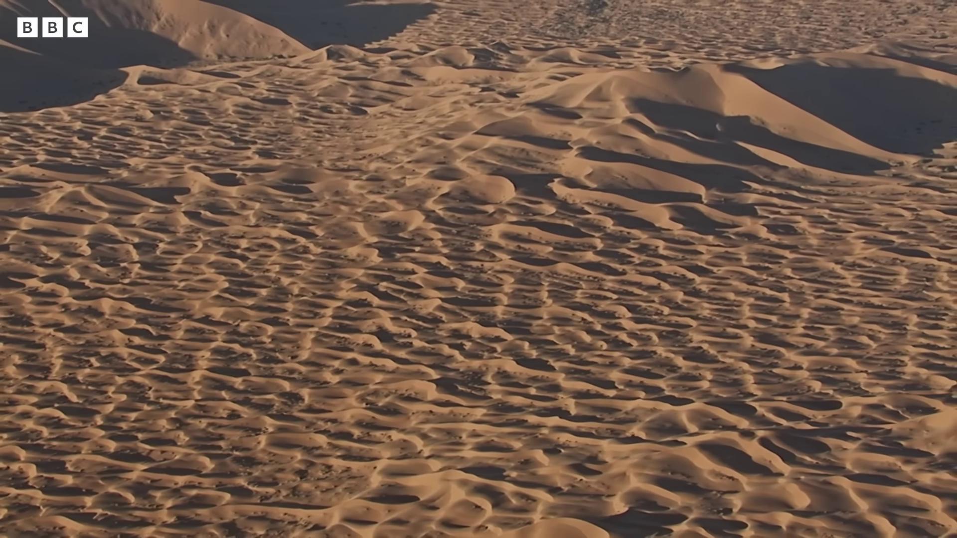 a large area of sand dunes with a few trees cinematic silk road lanscape barren sands barren desert landscape sahara desert scene from dune 2 0 2 1 movie desert wasteland barren dry land deep golden sand desert sand desert dry desert still from movie dune dakar rally footage sand and desert environment empty desert