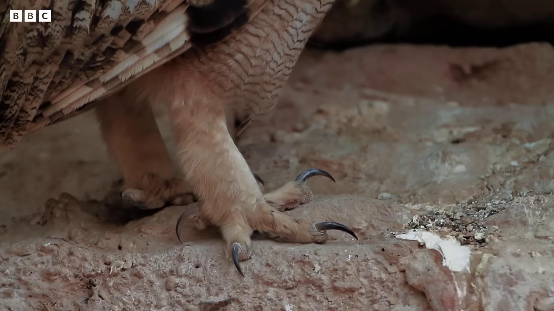 a dog is standing on the ground with its paws talons sharp detailed claws long claws detailed claws big claws claws with claws sharp claws still from nature documentary still from a nature documentary sharp claws close up two legged with clawed feet sharp paws giant claws loom long spider paws sharp metal claws