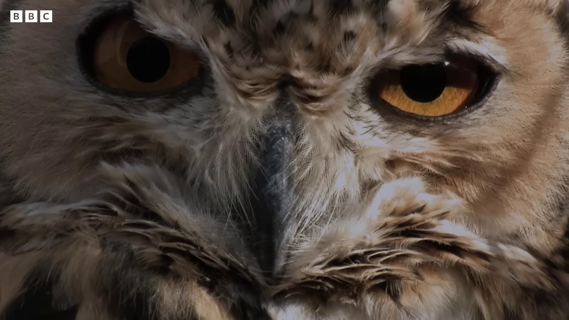 an owl with big eyes and big eyes superb detail 8 k masterpiece hyperrealistic robot owl superb detail 8 k still from nature documentary owl still from a nature documentary the wisest of all owls close up shot of eyes an owl intelligent eyes centered portrait of a geometric owl superbowl radiant owl owlbear owls
