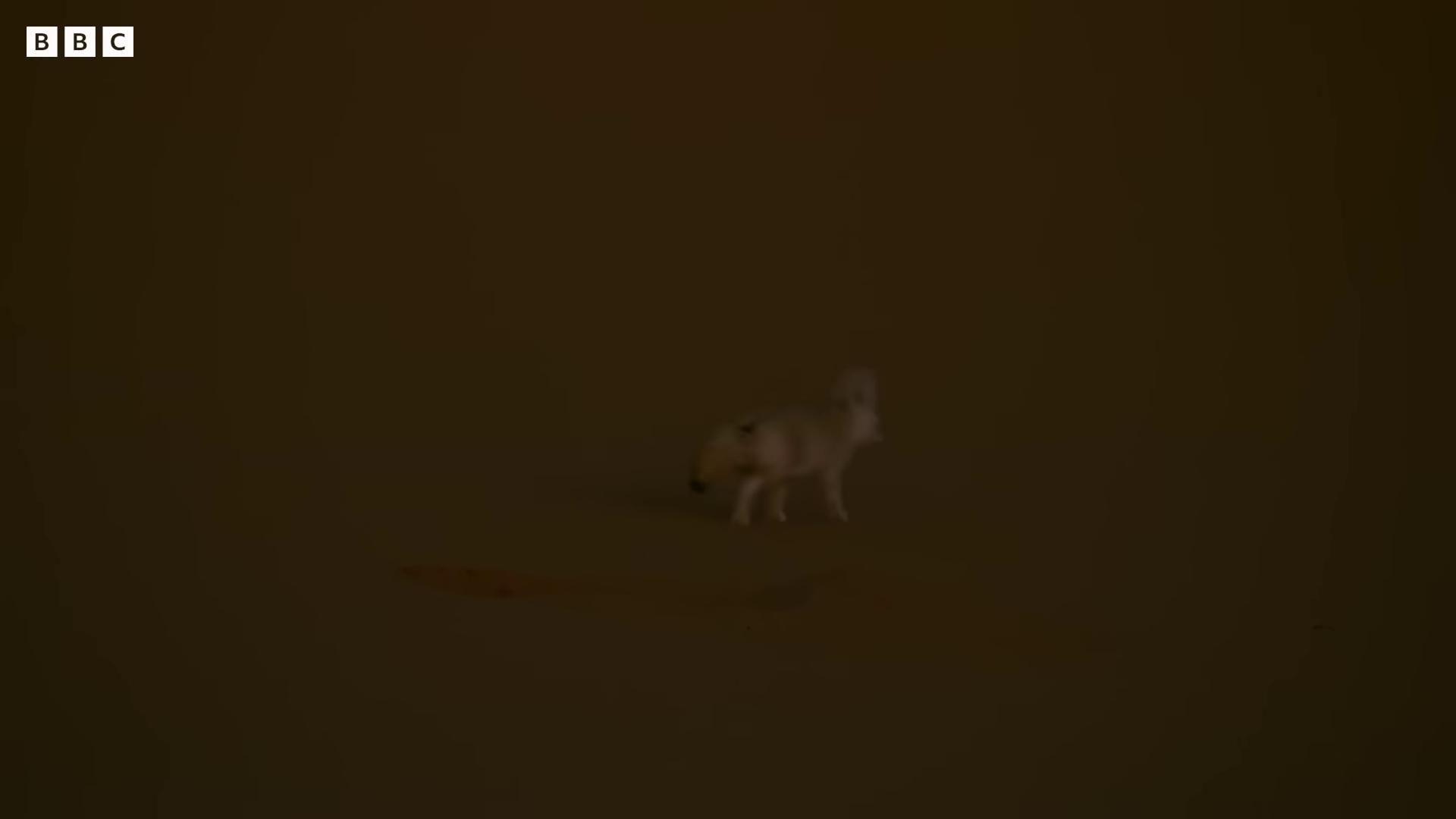 a dog is walking in the dark room fur simulation houdini simulation sheep volumetric fur walk cycle cult of the lamb liquid simulation smoke simulation satisfying render animals running along blender eevee render accurate walk cycle nature documentary miniature animal light simulation alpaca electric sheep fluid simulation ram sheep robot blender cycles