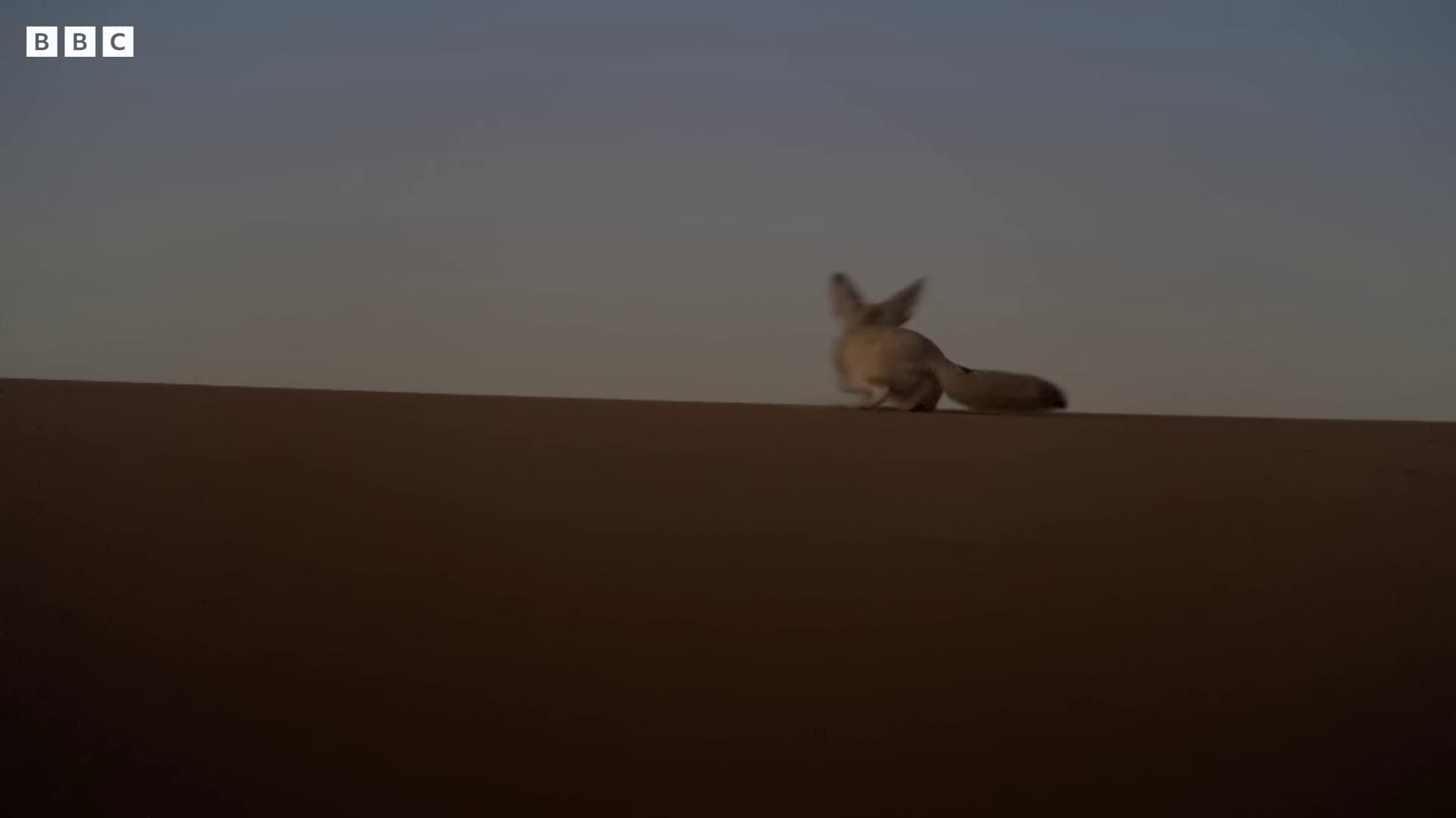 a dog is sitting on a sand dune hyperrealistic vfx simulation hyper realistic vfx simulation still from a nature documentary realistic vfx simulation still from nature documentary fox flying through landscape fennec scene from dune 2 0 2 1 movie denis villeneuve cinematography from the mandalorian 2019 hyper realistic vfx render