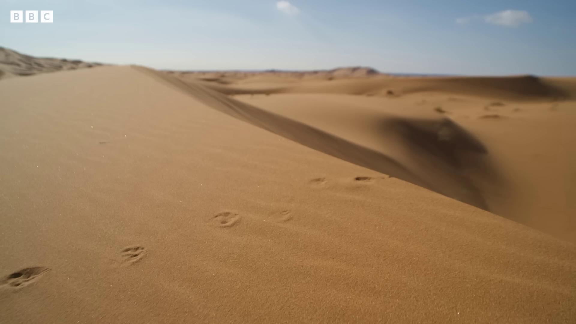 footprints in the sand deserted sand walking over sand dunes deep golden sand desert barren sands sand and desert environment footprints footprints in the sand empty desert girl walking between dunes walking in the desert blowing sands background sand dunes sand desert sand dune background full of sand and dust sahara desert sand sea