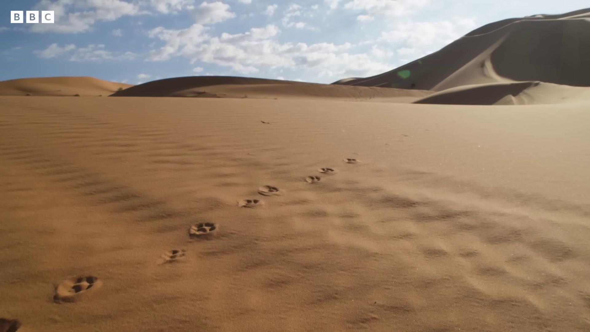 footprints in the sand deserted sand footprints footprints in the sand walking over sand dunes walking in the desert barren sands sand and desert environment deep golden sand desert sahara desert cinematic silk road lanscape empty desert full of sand and dust sand desert wandering the desert landscape barren dry land dry desert barren desert landscape