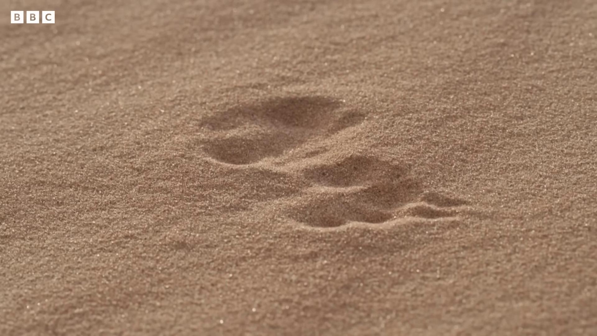 a dog paw print in the sand footprints sand cat footprints in the sand walking over sand dunes sand and desert environment still from nature documentary deserted sand dusty ground caracal full of sand and dust still from a nature documentary film still from movie dune2021 detailed visible brushmarks desert photography red sand