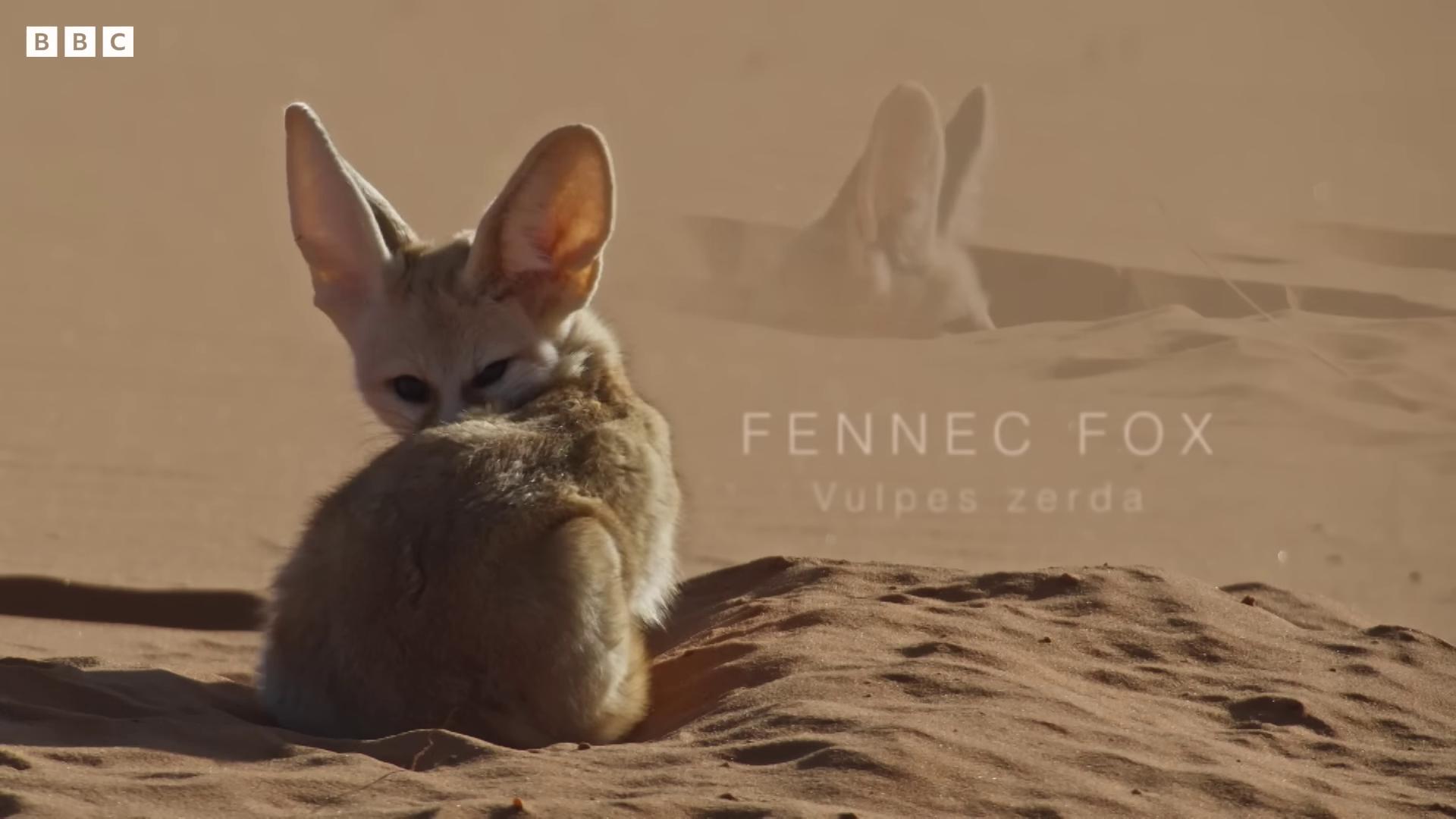 a small kangaroo sitting in the sand fennec fennec fox animal portrait fennec fox animal fennec fox fennec ears on top of his head still from movie dune dune 2021 scene from dune 2 0 2 1 movie in the 2 0 2 1 movie dune still from nature documentary