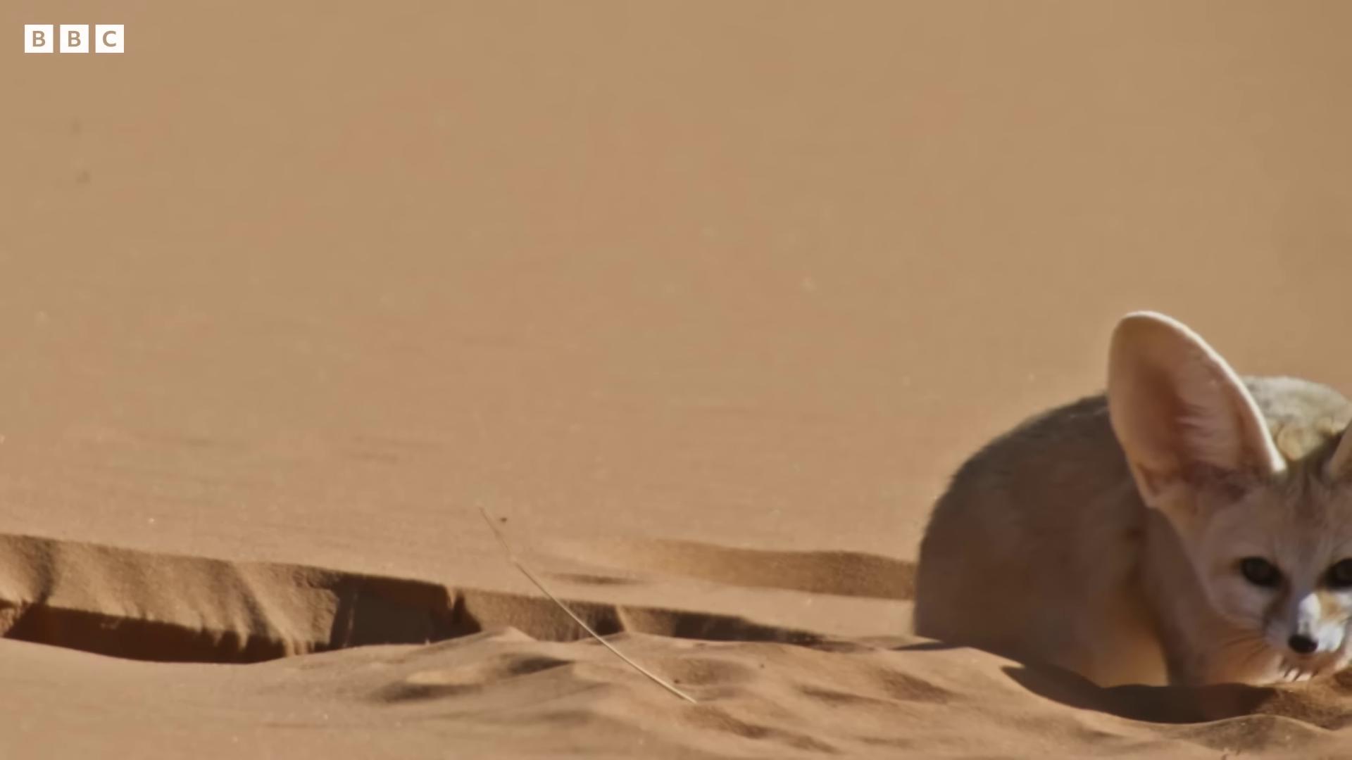 a small animal in the sand many cute fluffy caracals sand cat fennec fennec fox cute fluffy caracal still from nature documentary still from a nature documentary king of the desert desert camouflage cute caracal fennec fox animal desert photography film still from movie dune2021 long coyote like ears