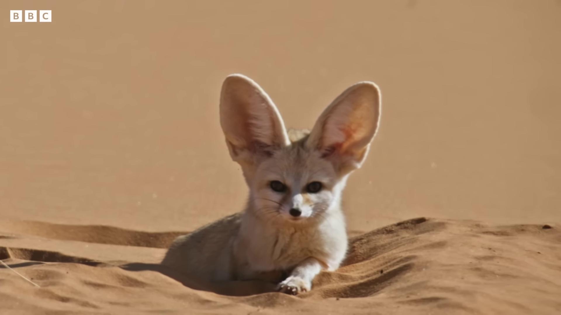 a small animal is sitting in the sand fennec ears on top of his head fennec large ears fennec fox portrait fennec fox animal fennec fox animal big ears long ears round ears fox ears ears fluffy ears and a long ear fluffy fox ears cute ears small ears